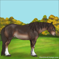 Horse Color:White Spotted Liver Chestnut 