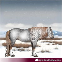 Horse Color:Gray White Spotted Liver Chestnut 