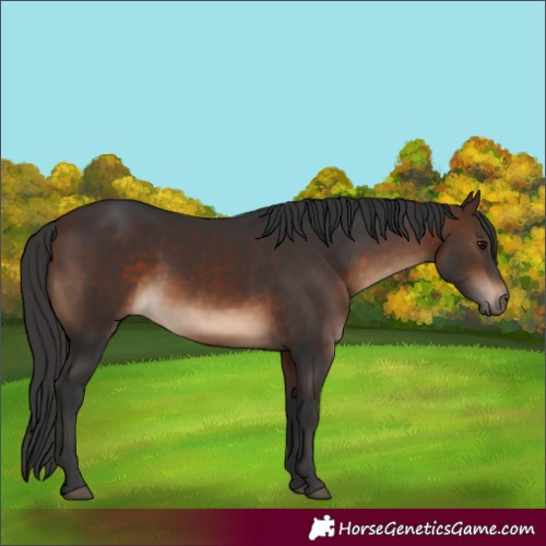 Horse Color:White Spotted Brown
