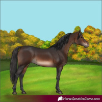 Horse Color:White Spotted Brown 