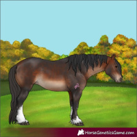 Horse Color:White Spotted Bay