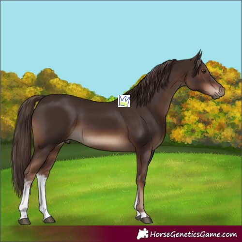 Horse Color:White Spotted Liver Chestnut 