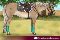 Horse Color:White Spotted Chocolate Palomino Dun 