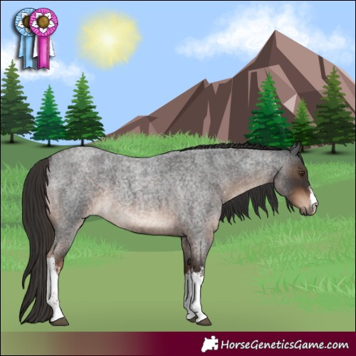 Horse Color:White Spotted Liver Red Roan 