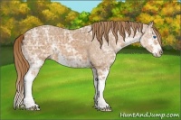 Horse Color:Chestnut Ice Sabino Splash