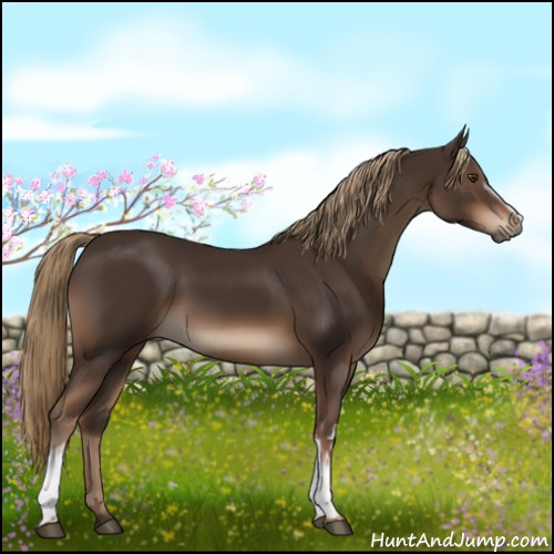 Horse Color:White Spotted Liver Chestnut
