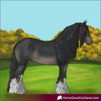 Horse Color:White Spotted Black