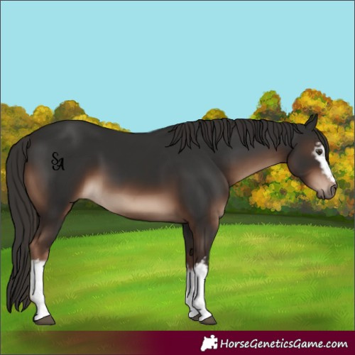 Horse Color:White Spotted Liver Chestnut