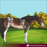 Horse Color:White Spotted Bay 