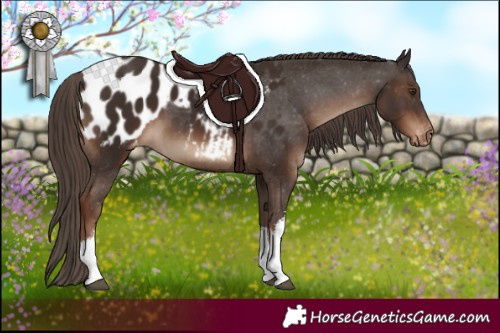 Horse Color:White Spotted Liver Chestnut Appaloosa 