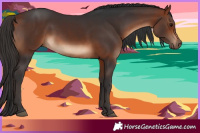 Horse Color:White Spotted Bay