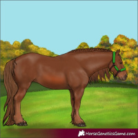Horse Color:Chestnut 