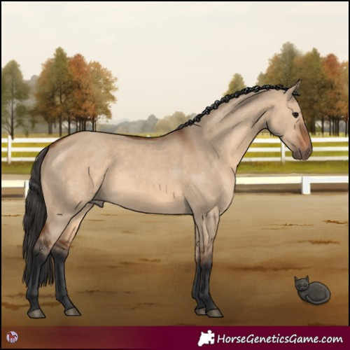 Horse Color:Bay Dun 