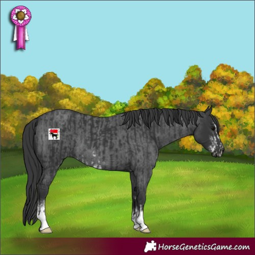 Horse Color:Black Sabino  and Blue Roan Sabino 