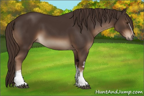 Horse Color:White Spotted Liver Chestnut 