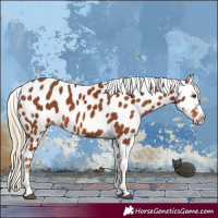 Horse Color:Chestnut Near Leopard 