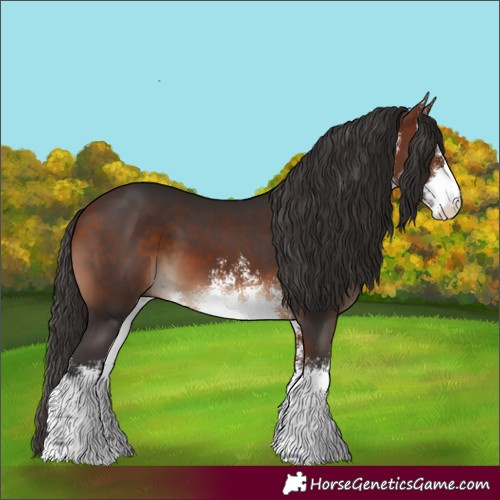 Horse Color:White Spotted Bay 