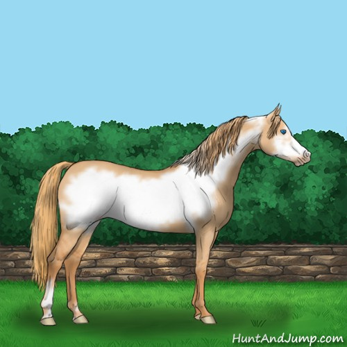 Horse Color:Red Dun Frame 