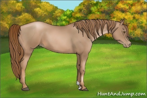 Horse Color:Liver Chestnut Pearl