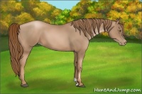 Horse Color:Liver Chestnut Pearl 