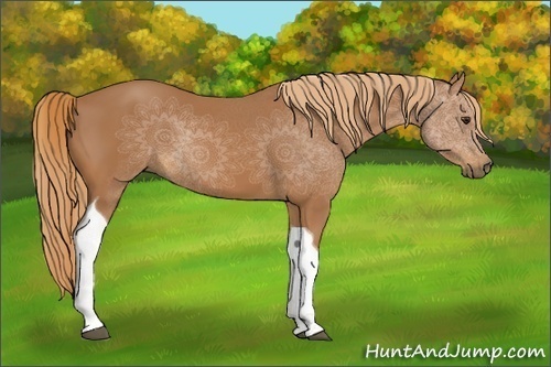 Horse Color:Chestnut Tobiano 