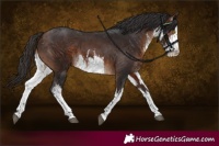 Horse Color:White Spotted Brown