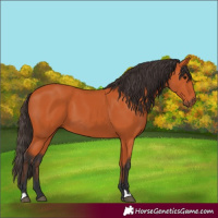 Horse Color:Bay 