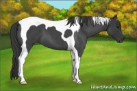 Horse Color:Blue Roan Tobiano