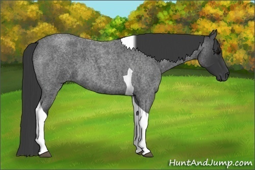 Horse Color:Blue Roan Tobiano