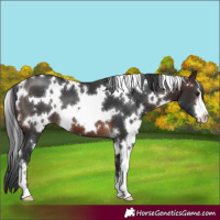 Horse Color:White Spotted Brown 