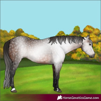 Horse Color:Gray Bay 