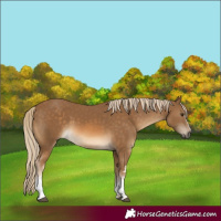 Horse Color:White Spotted Chocolate Palomino 