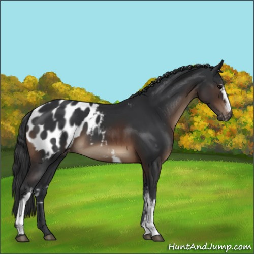 Horse Color:White Spotted Brown Appaloosa