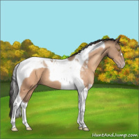 Horse Color:Amber Champagne Tobiano