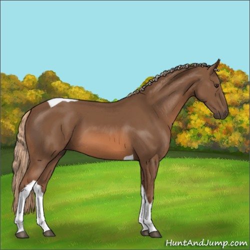 Horse Color:Chestnut Tobiano
