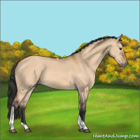 Horse Color:Bay Dun Tobiano 