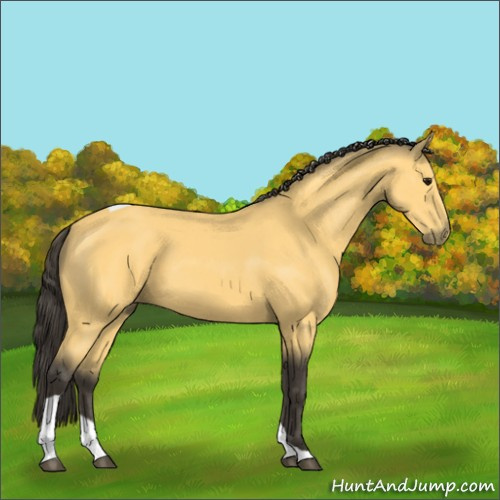Horse Color:Buckskin Tobiano