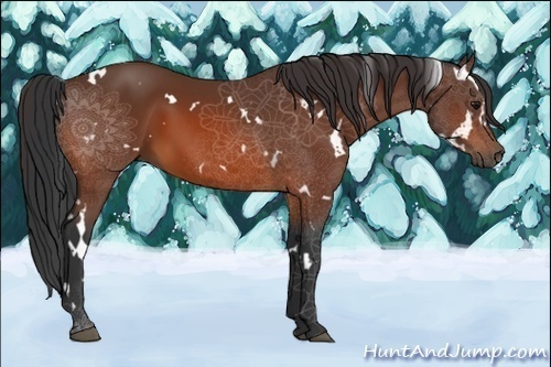 Horse Color:White Spotted Bay 
