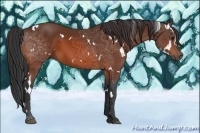 Horse Color:White Spotted Bay 
