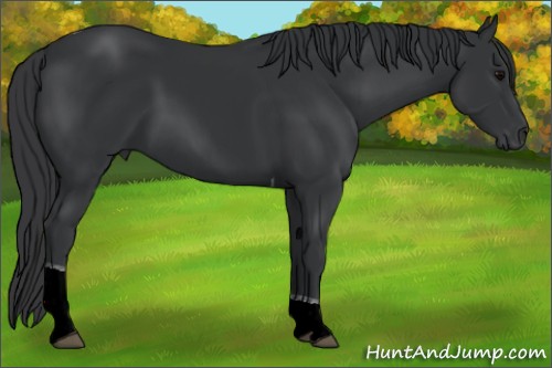 Horse Color:Black Sabino Tobiano 