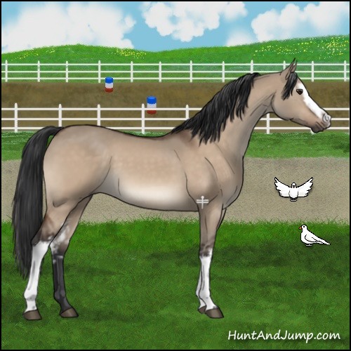 Horse Color:White Spotted Brown Dun