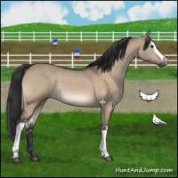 Horse Color:White Spotted Brown Dun 