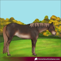 Horse Color:White Spotted Liver Chestnut 