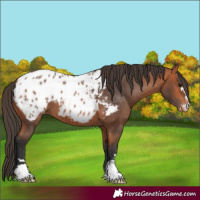 Horse Color:Bay Appaloosa