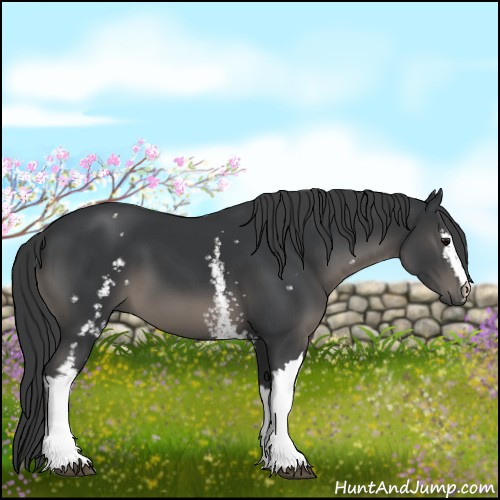Horse Color:White Spotted Black