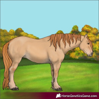 Horse Color:Red Dun 