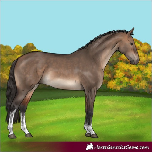 Horse Color:White Spotted Bay Dun 