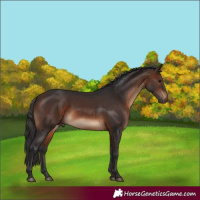 Horse Color:White Spotted Brown 