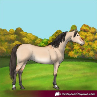 Horse Color:Bay Dun