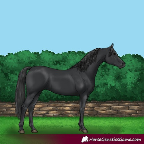 Horse Color:Black Rabicano 